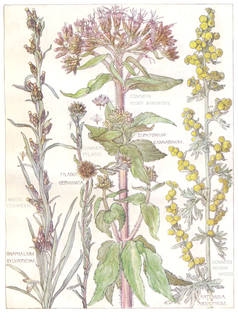 DAISIES.Compositae.Common Hemp Agrimony;Filago;Wood Cudweed;Worm Wood 1907